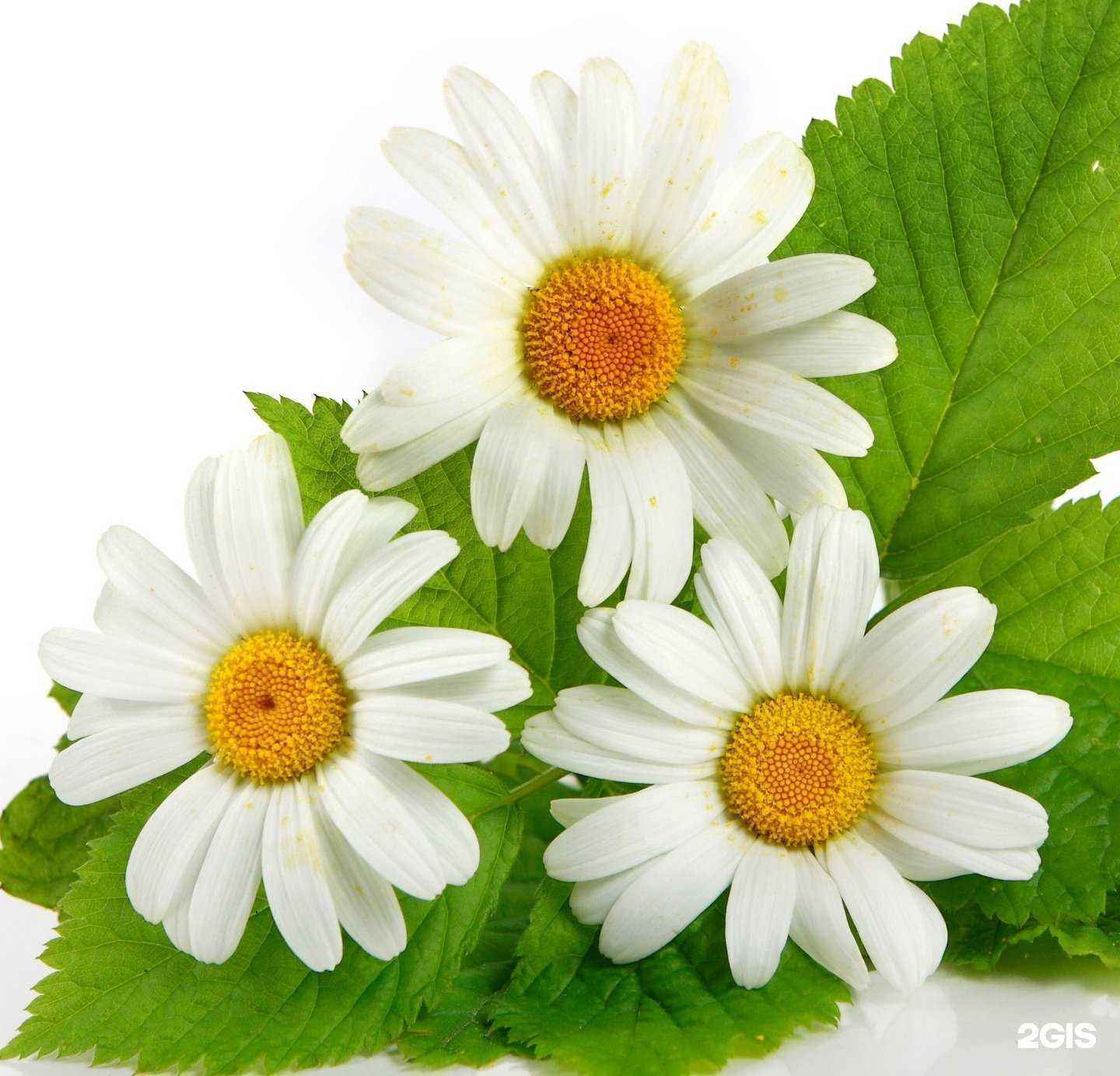 Отзывы на компанию Цветочный аромат в Ногинске c фото