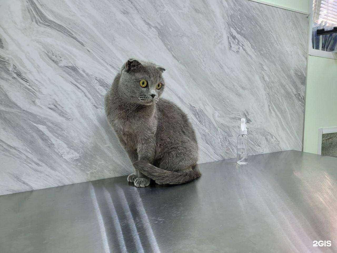 Отзывы на компанию ЛеоВет в г. Сертолово c фото