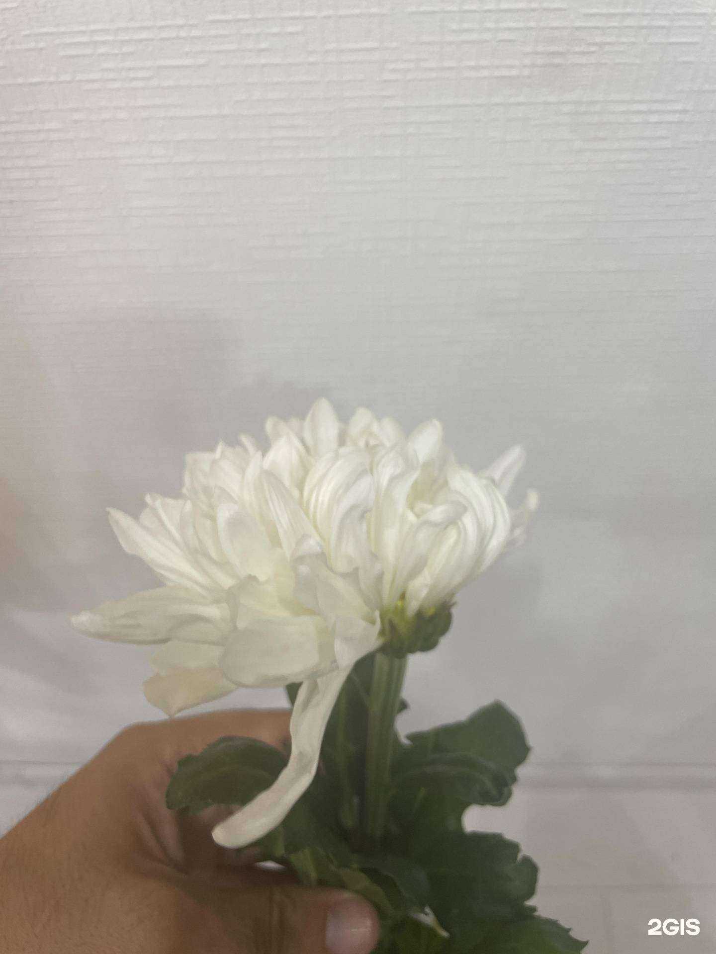 Отзывы на компанию Салон цветов в Красноярске c фото