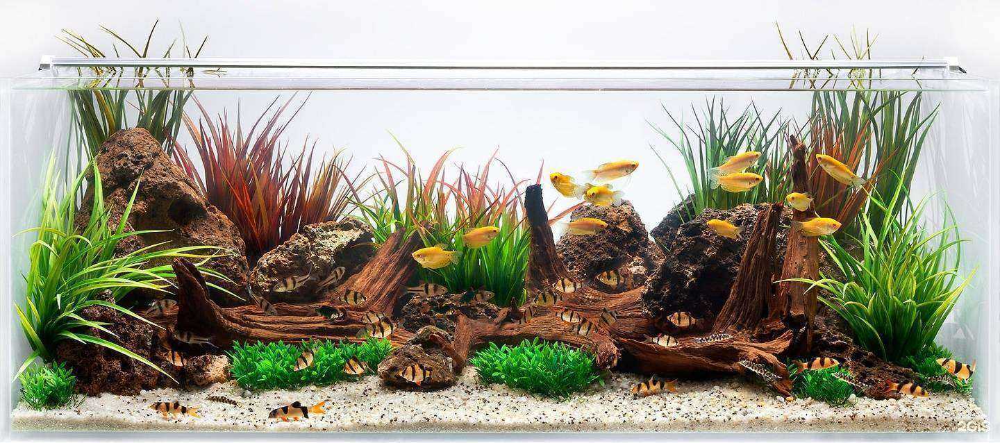 Отзывы на компанию Мир аквариумов в Краснодаре c фото