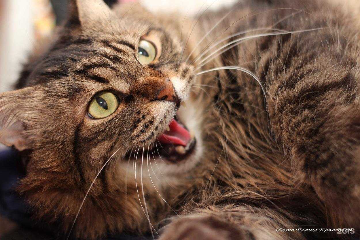 Отзывы на компанию Ветпомощь в Воскресенске c фото