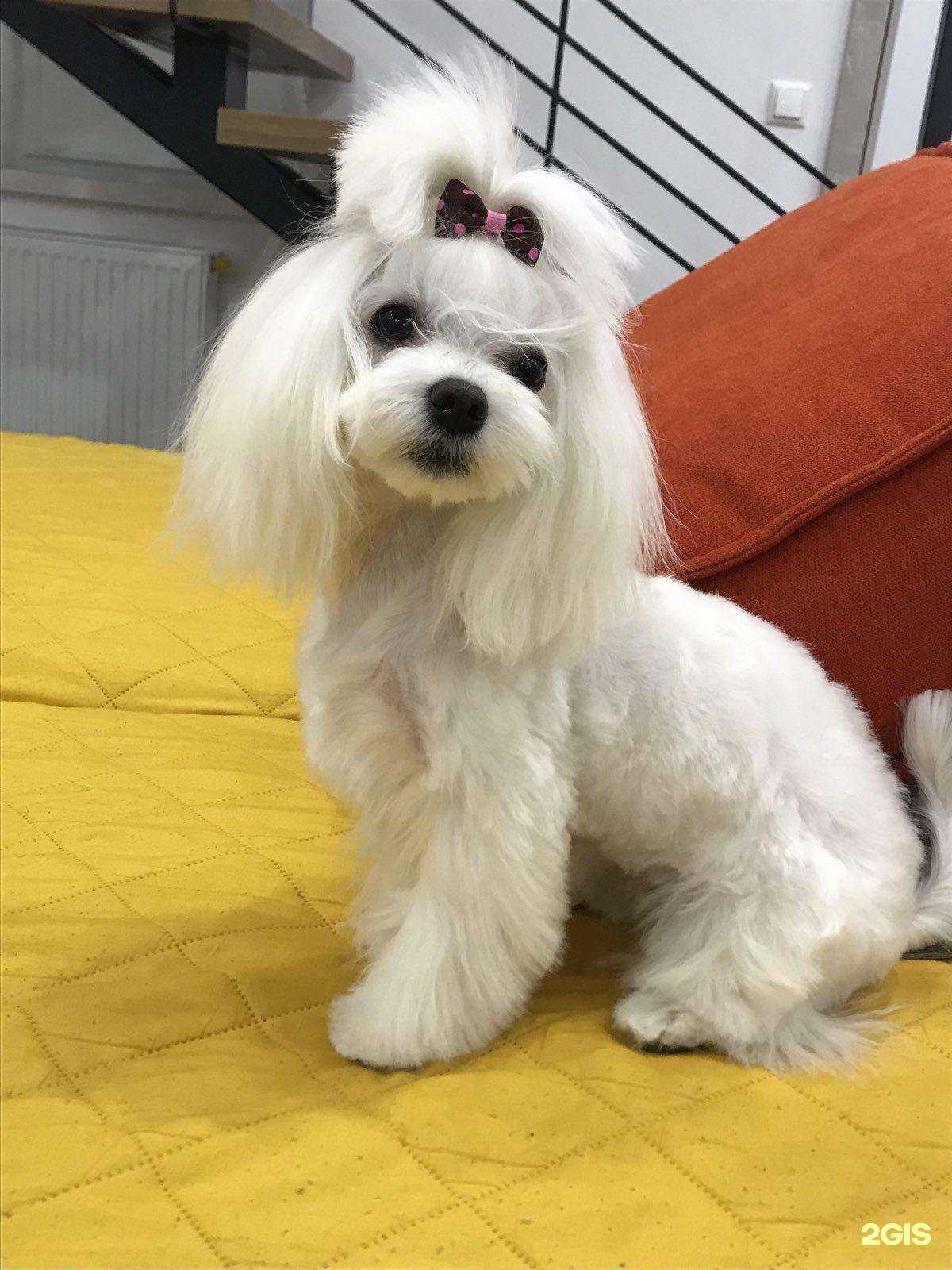 Отзывы на компанию Груминг-студия в г. Тюмень c фото