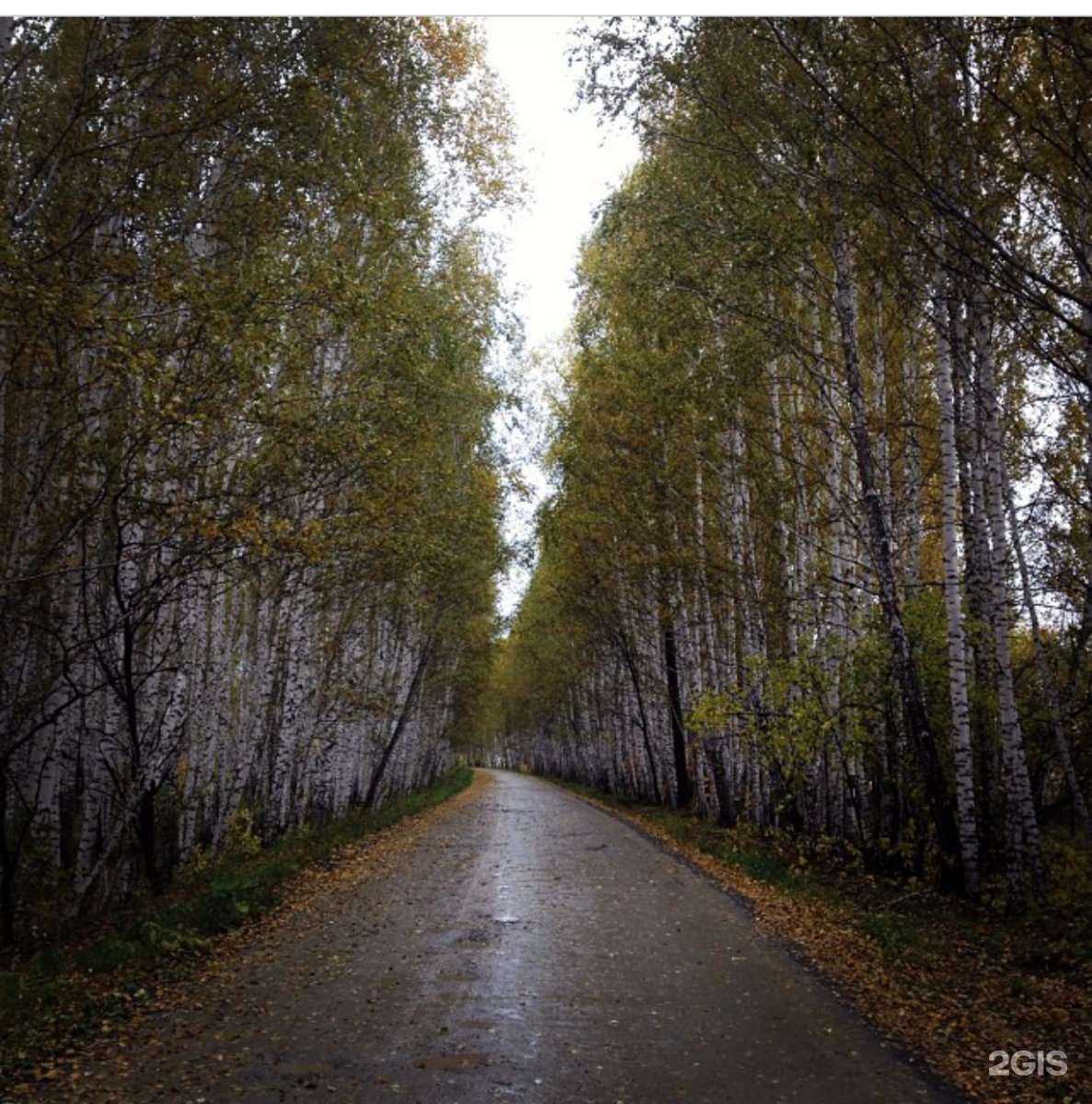 Отзывы на компанию Индия в Новосибирске c фото