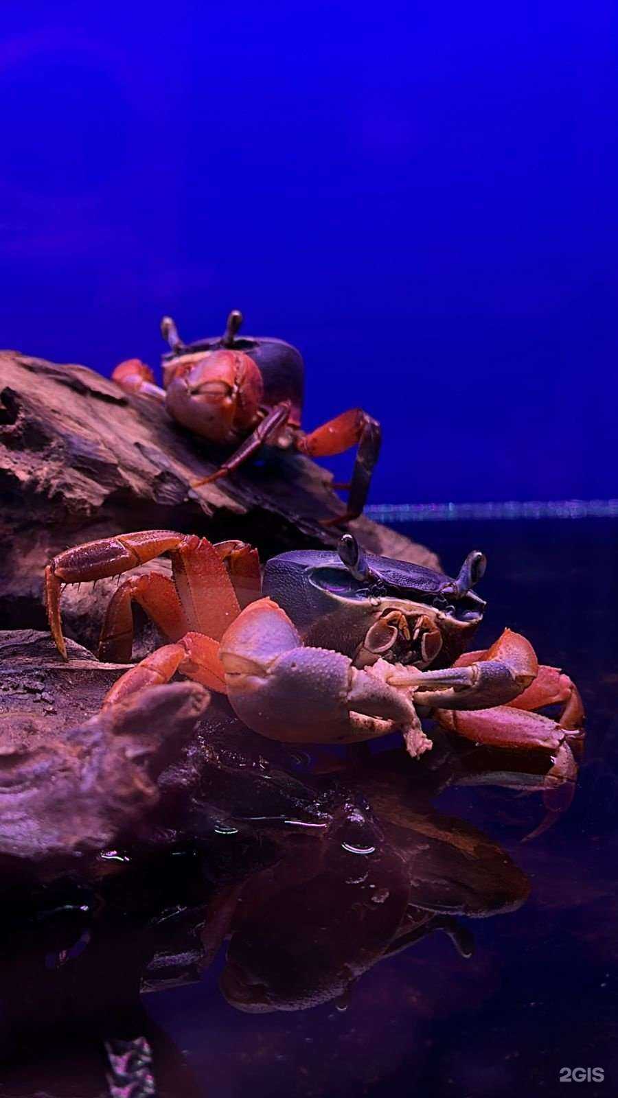 Отзывы на компанию AmaZoo в Химках c фото