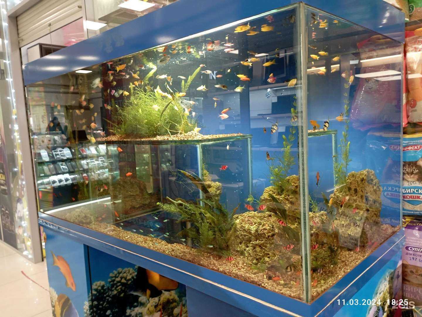 Отзывы на компанию Мопсик в г. Чита c фото