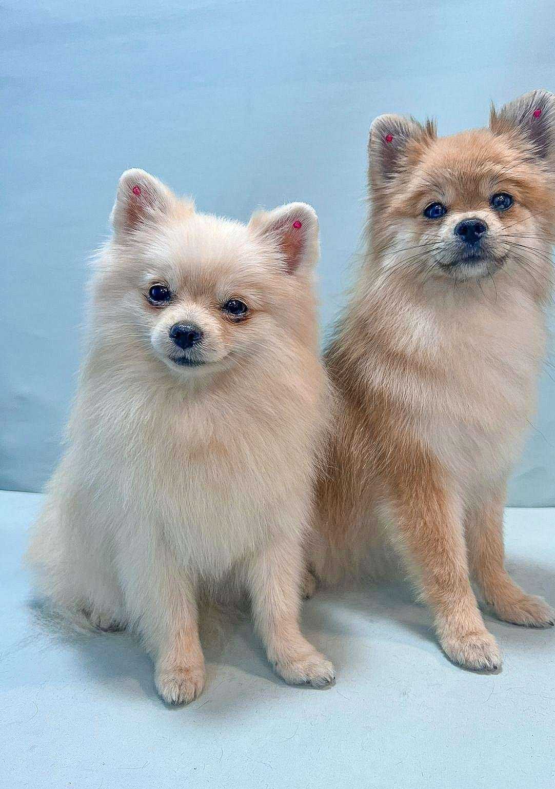 Отзывы на компанию JeFfree в Калининграде c фото