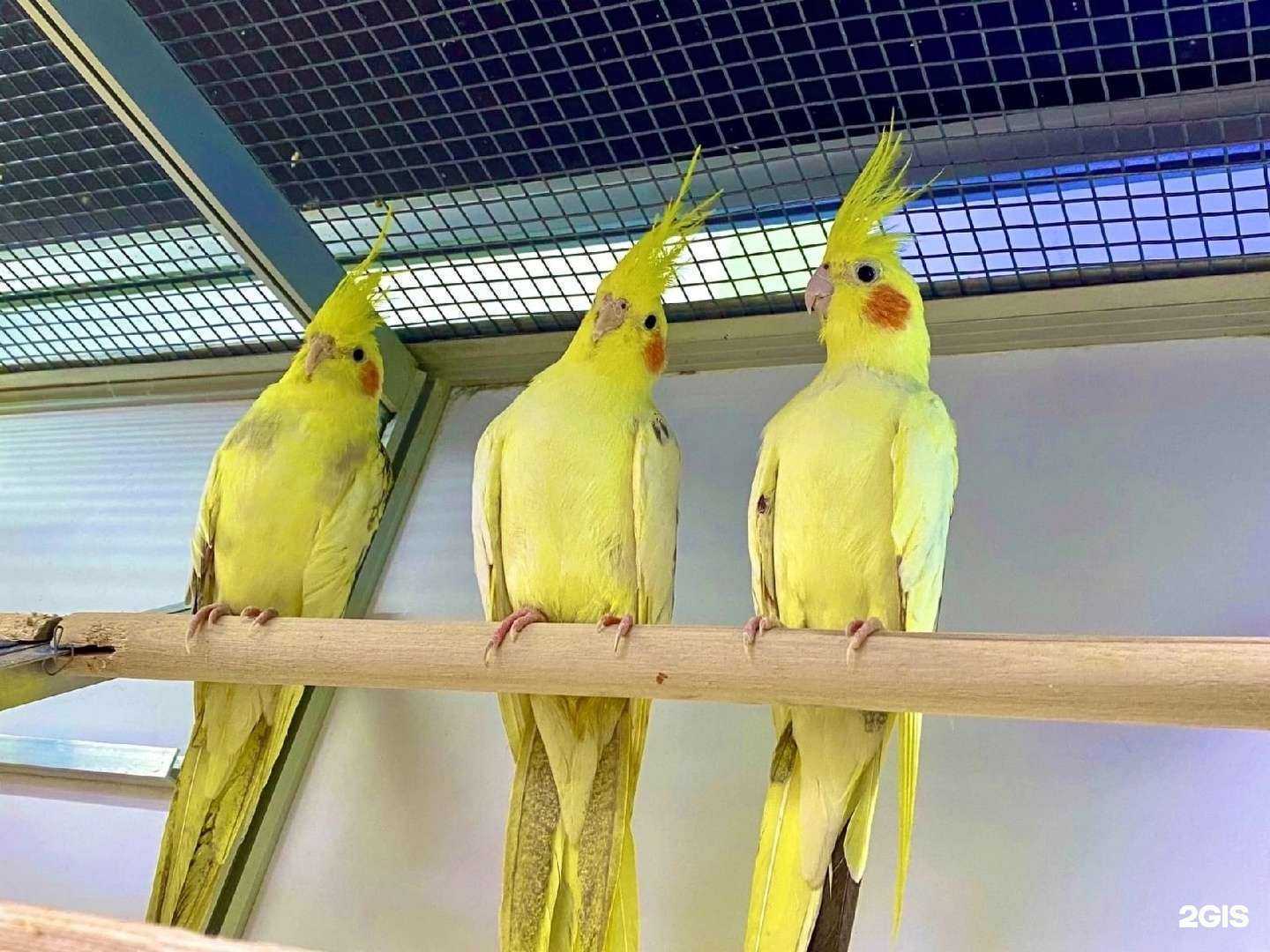 Отзывы на компанию Фауна в Тамбове c фото