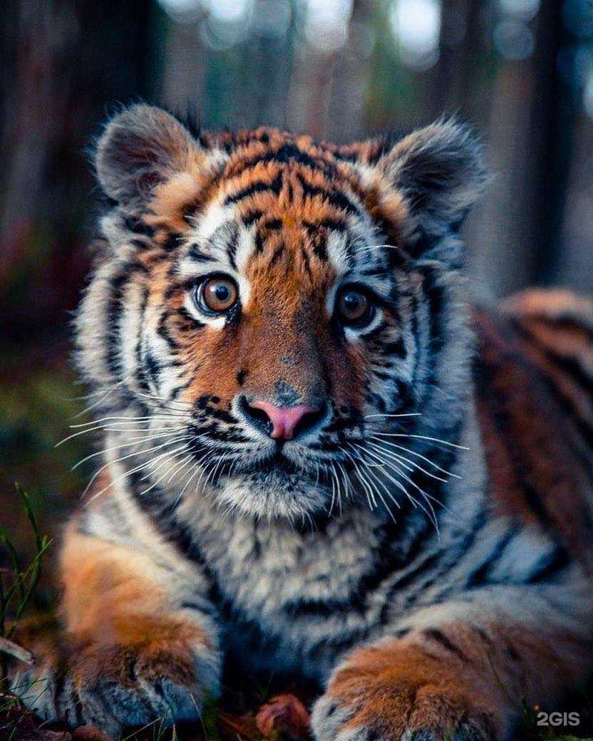 Отзывы на компанию Голеадор в Улан-Удэ c фото