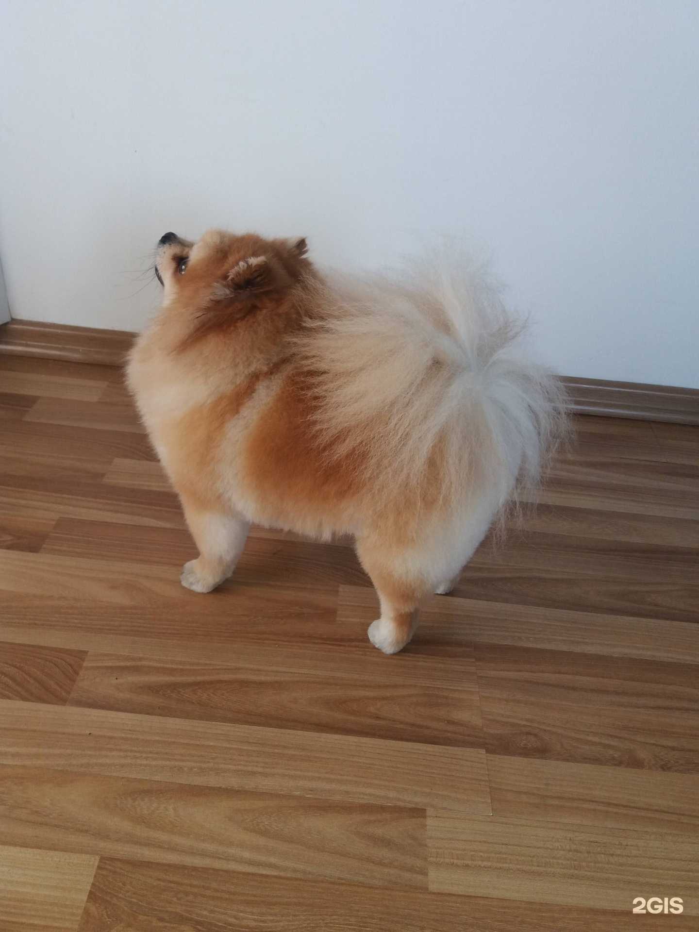 Отзывы на компанию ИмиджDog в г. Уссурийск c фото