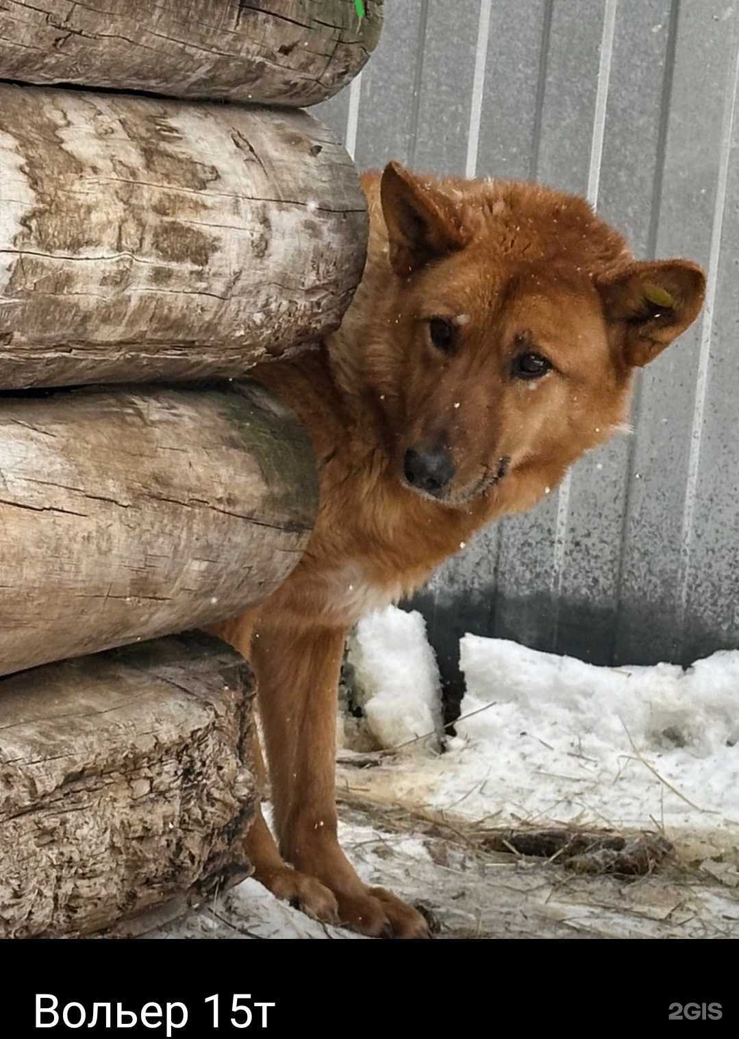Отзывы на компанию Северская организация безнадзорных животных в г. Северск c фото