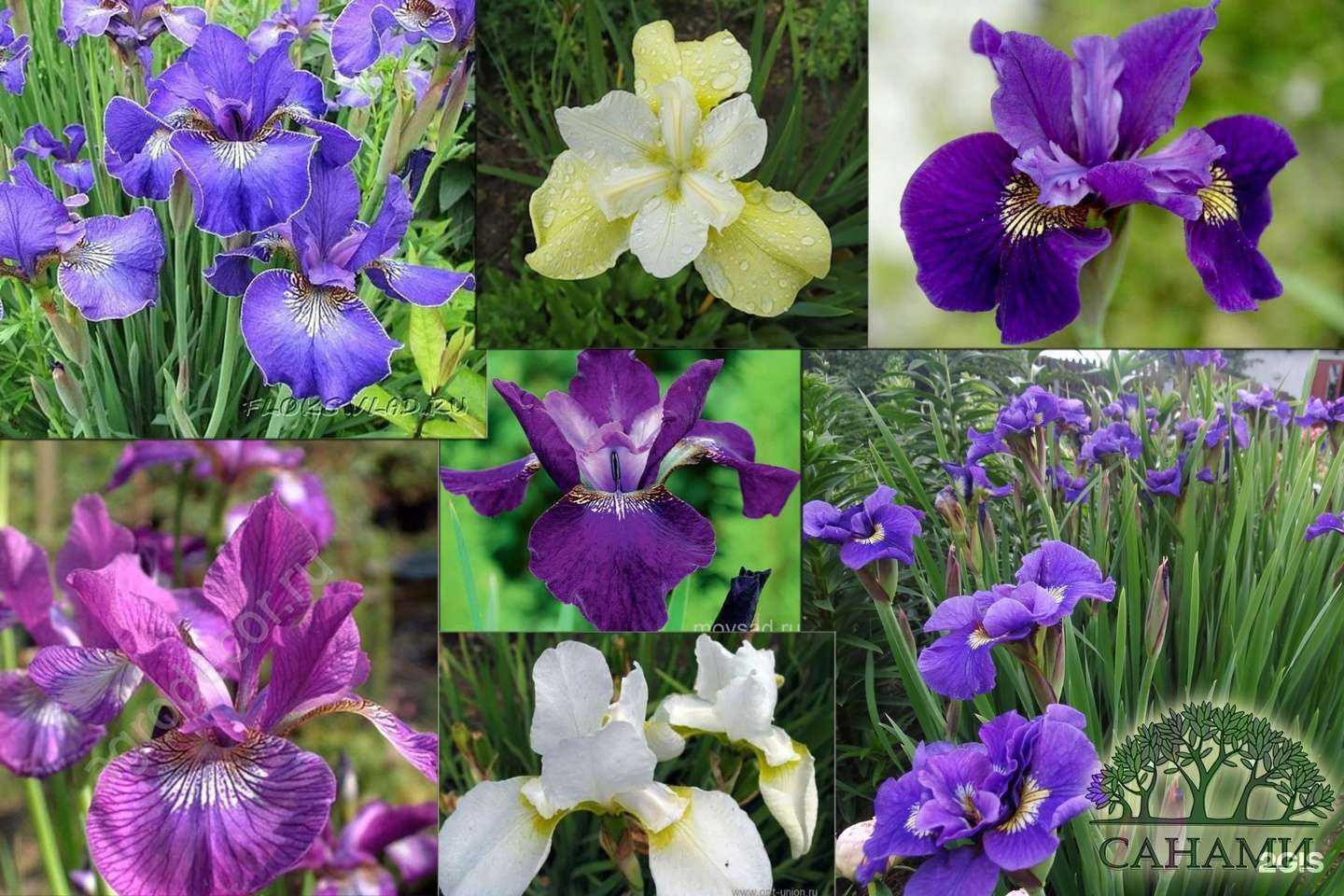 Отзывы на компанию Санами в г. Шелехов c фото