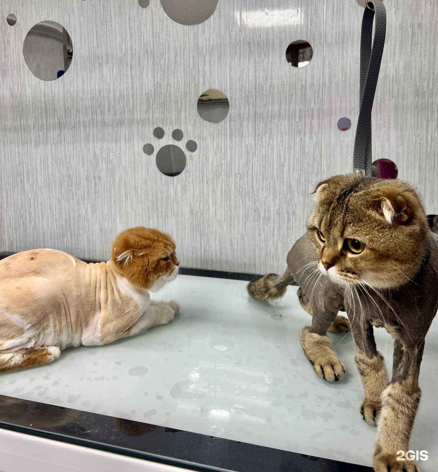 Отзывы на компанию Barber Пёс в Сочи c фото