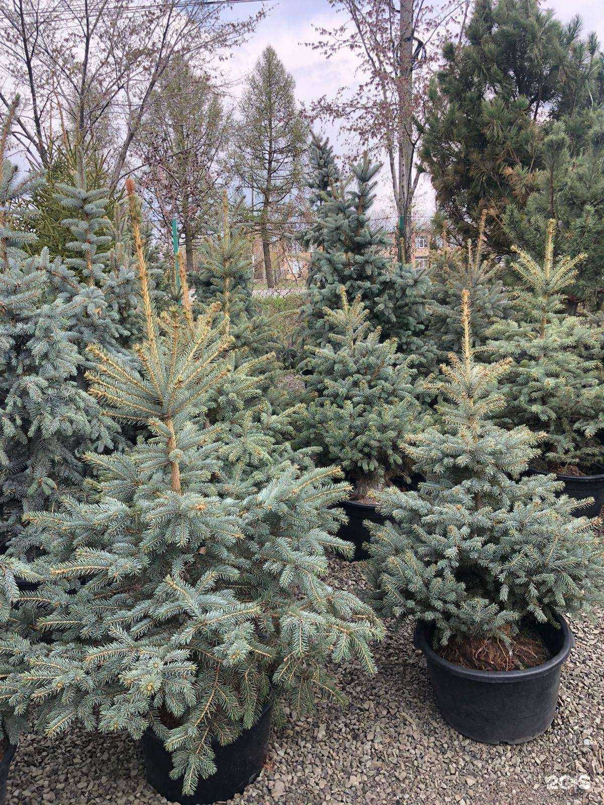 Отзывы на компанию Частный питомник в Челябинске c фото