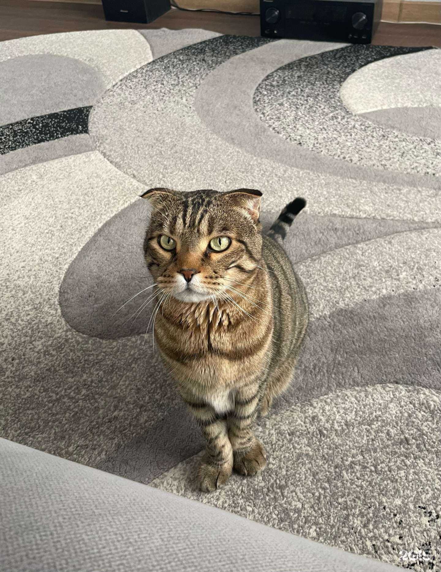 Отзывы на компанию Ваш ветврач в г. Черногорск c фото