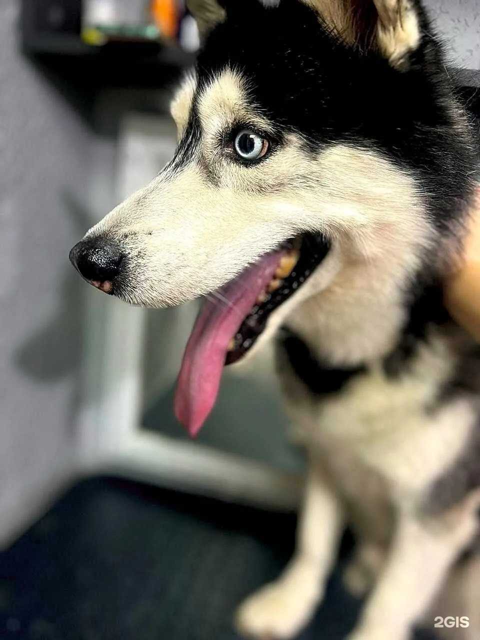 Отзывы на компанию Ушастый стиль в Абакане c фото