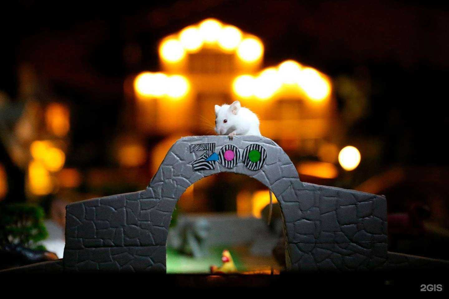 Отзывы на компанию Мышиный Экспресс в г. Киров c фото