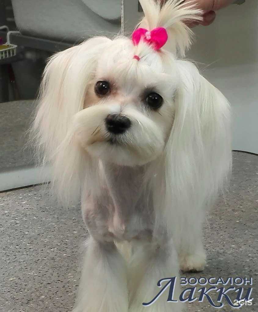 Отзывы на компанию Лакки в Балашихе c фото