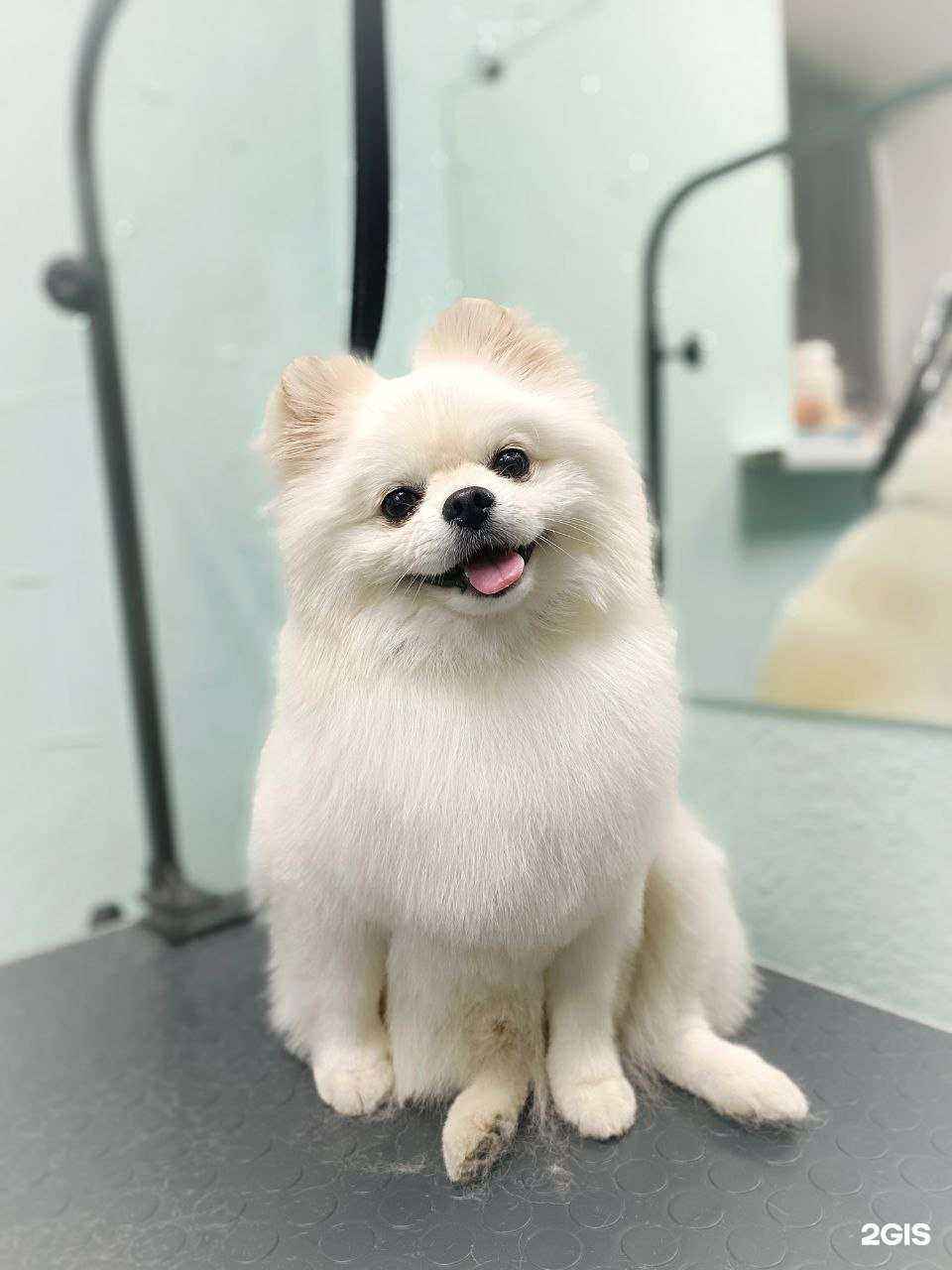 Отзывы на компанию Пушистик в г. Омск c фото