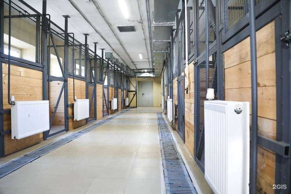 Отзывы на компанию Приют на Балашовской в г. Воронеж c фото