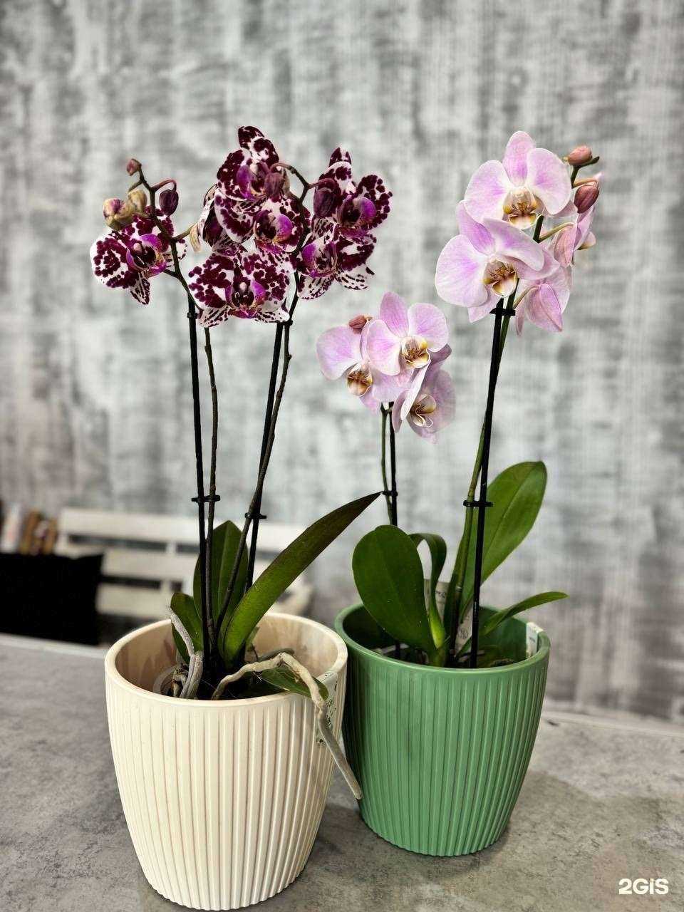 Отзывы на компанию Орхидея в г. Заволжье c фото