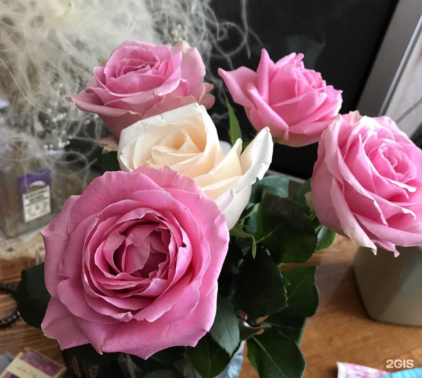 Отзывы на компанию Olivia в Тамбове c фото