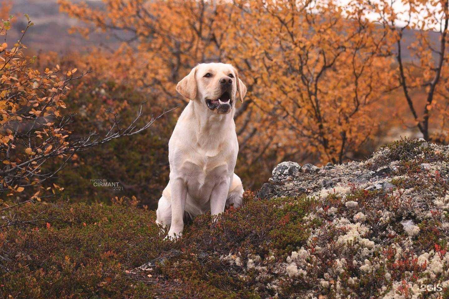 Отзывы на компанию Акари киар в Мурманске c фото