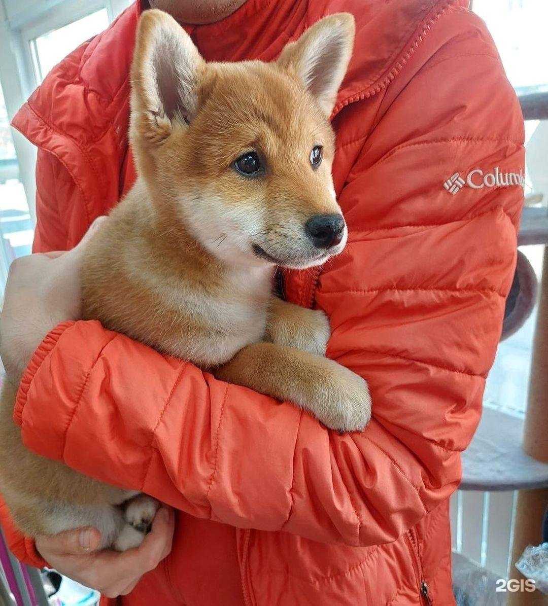 Отзывы на компанию Мокрый нос в г. Красноярск c фото