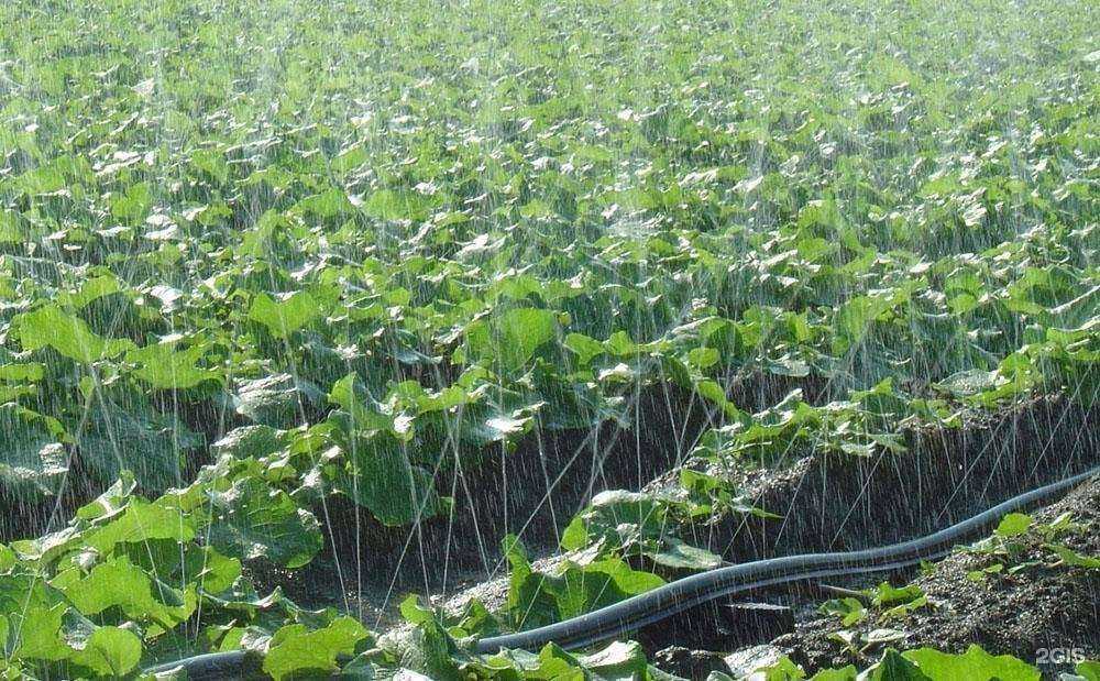 Отзывы на компанию Полив в Волгограде c фото