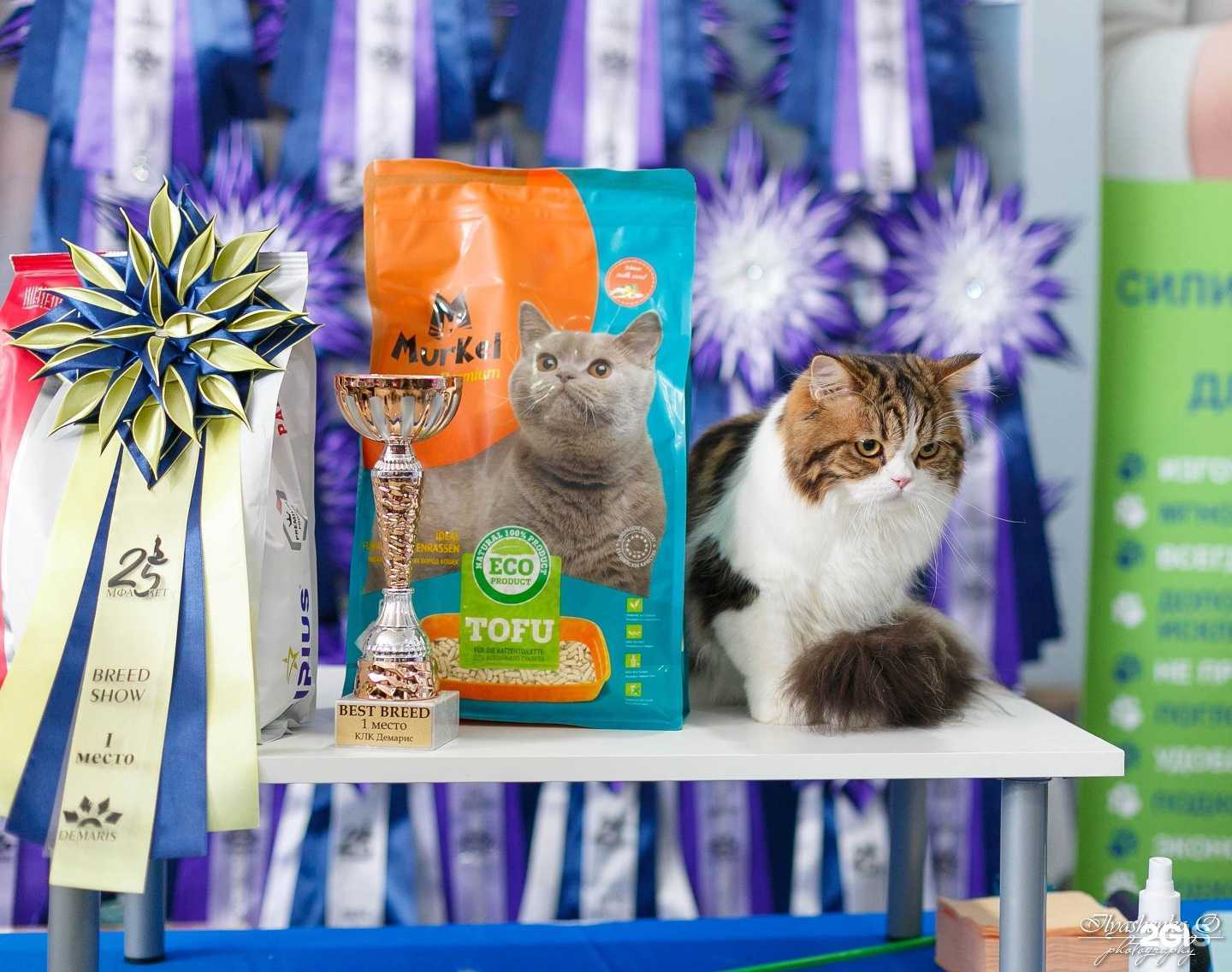 Отзывы на компанию Бэтти кэт в Новосибирске c фото