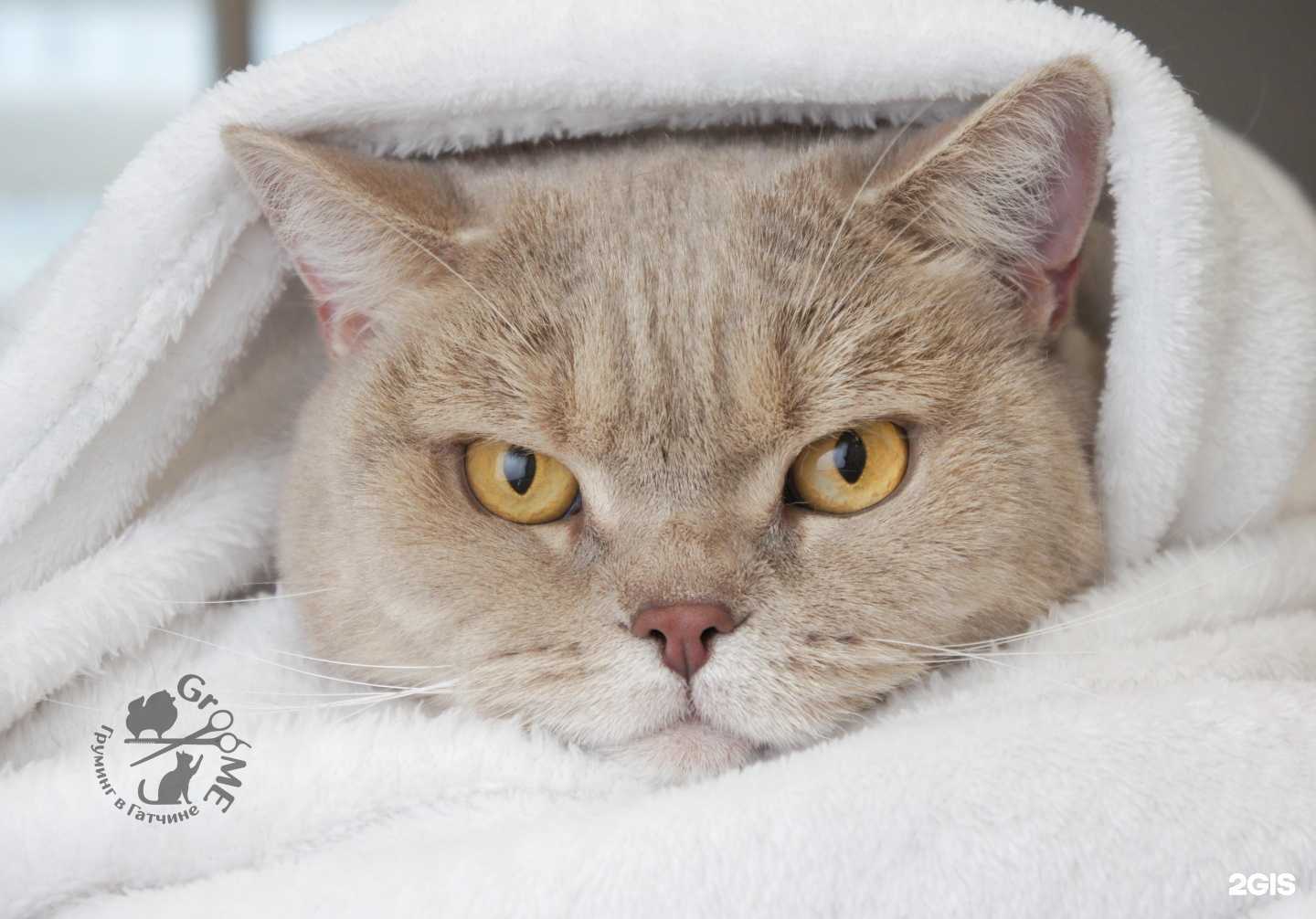 Отзывы на компанию Груме в г. Гатчина c фото