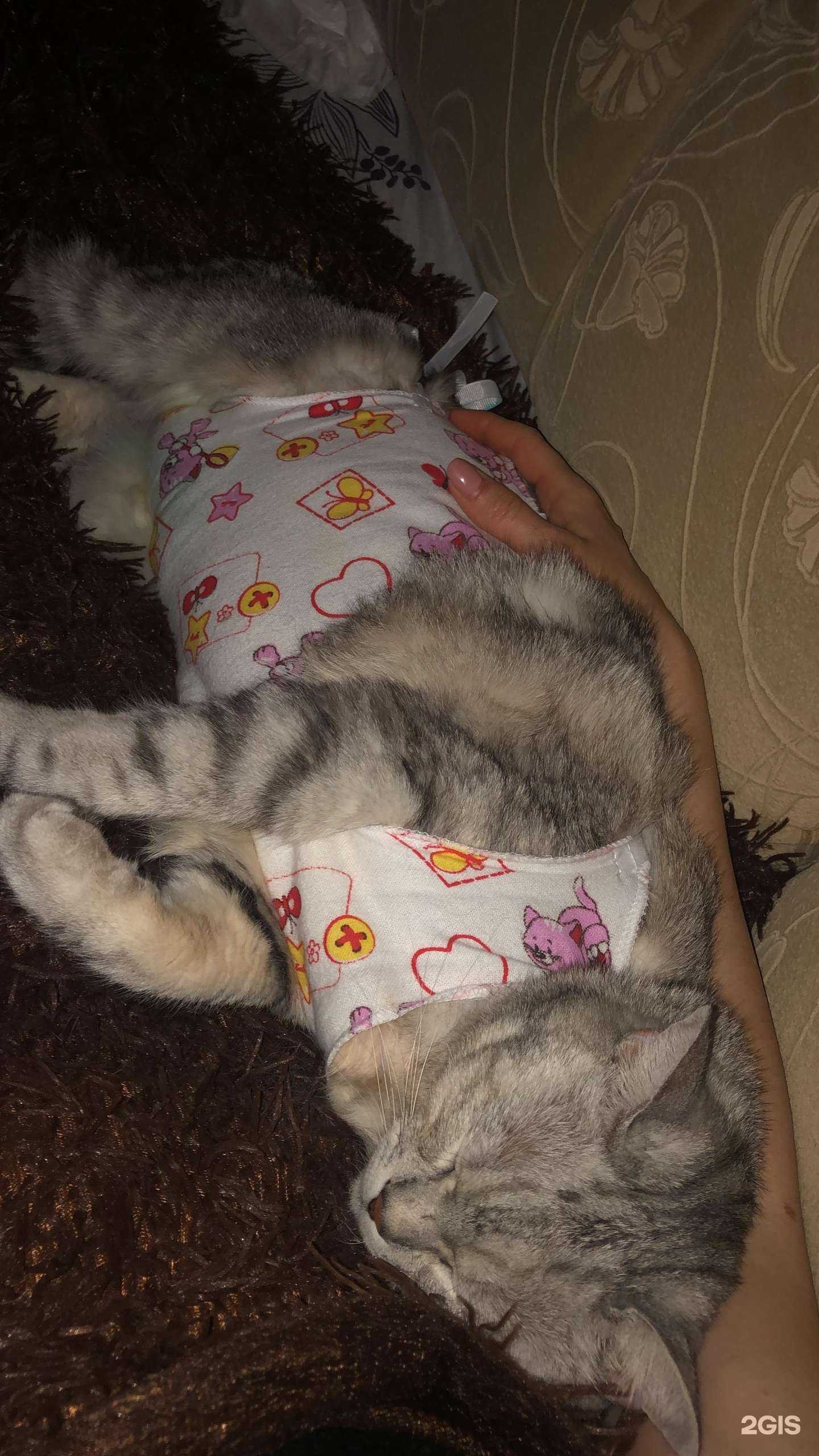 Отзывы на компанию Фрау Мяу в г. Ростов-на-Дону c фото