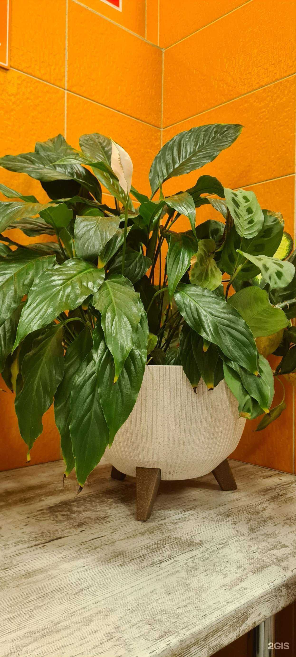 Отзывы на компанию Горячие беляшики в Новосибирске c фото