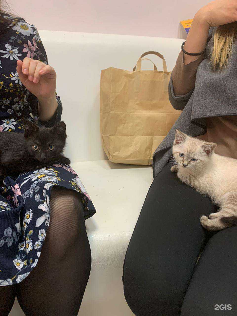 Отзывы на компанию Три кота в Казани c фото