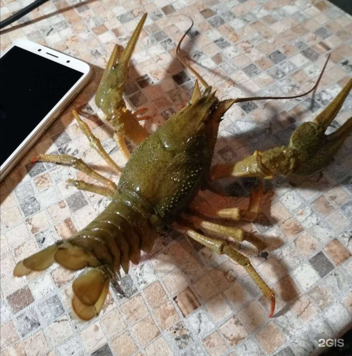 Отзывы на компанию Раковарня в г. Самара c фото