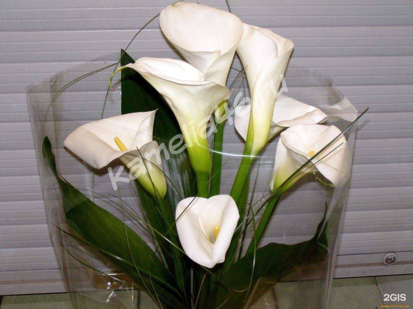 Отзывы на компанию Камелия+ в г. Курск c фото