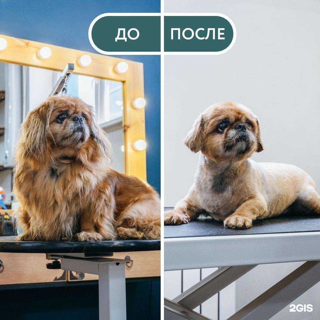 Отзывы на компанию BarberПёс в Комсомольске-на-Амуре c фото