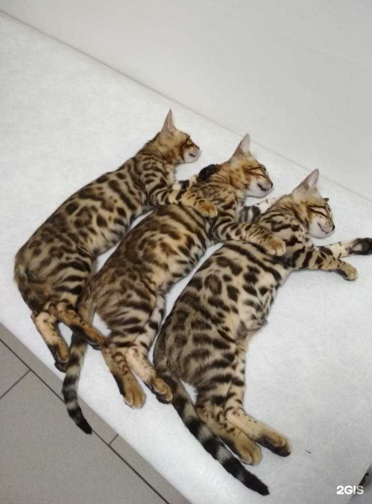 Отзывы на компанию Ветеринарный доктор в Кемерове c фото