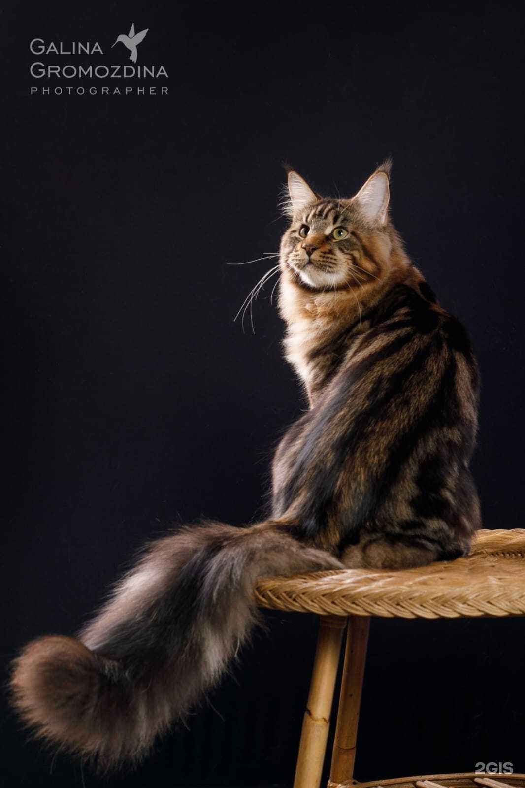 Отзывы на компанию Мур дэ Гав в Барнауле c фото