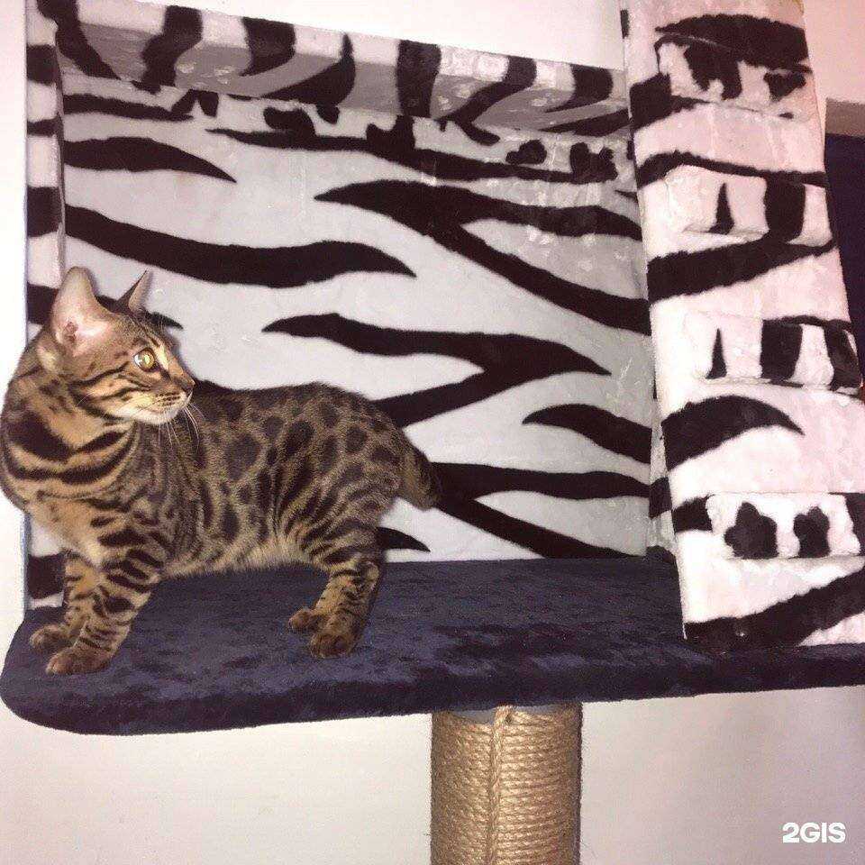 Отзывы на компанию 4 лапы в Челябинске c фото