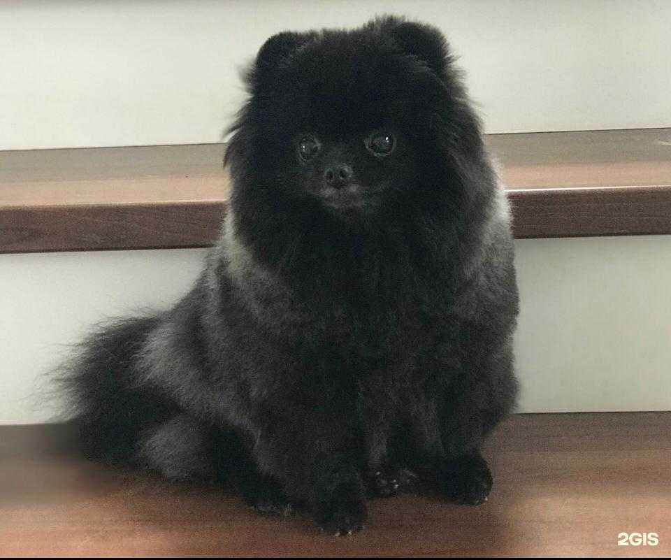 Отзывы на компанию Груминг-салон в г. Копейск c фото