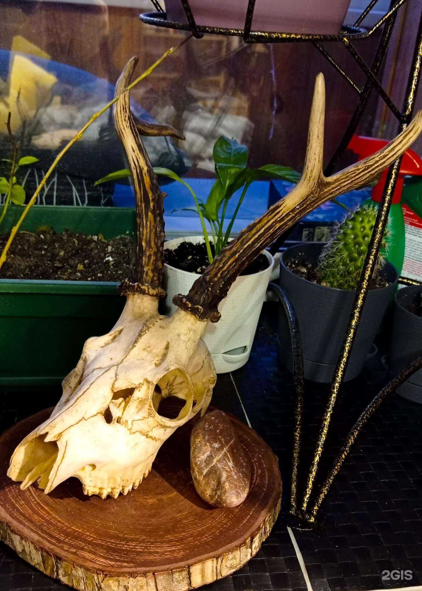 Отзывы на компанию Дом Лепрекона в Новосибирске c фото