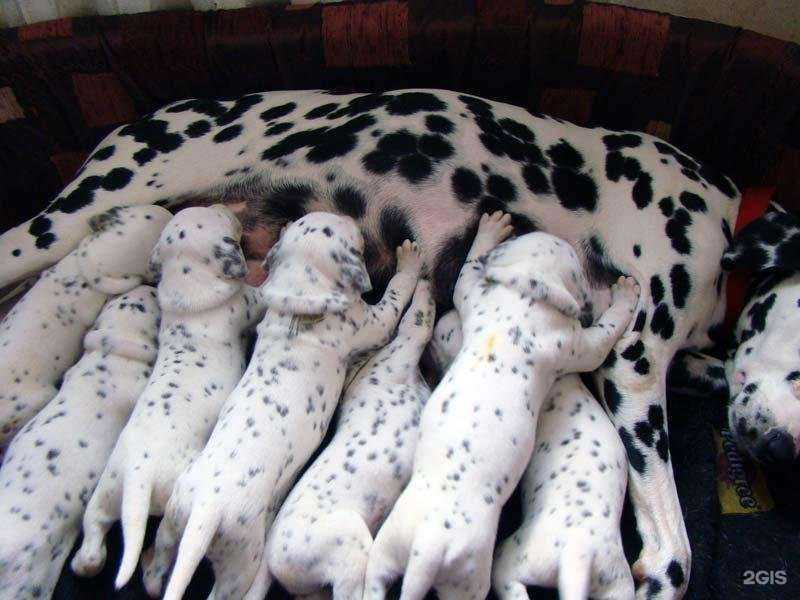 Отзывы на компанию Vet Help в г. Воронеж c фото