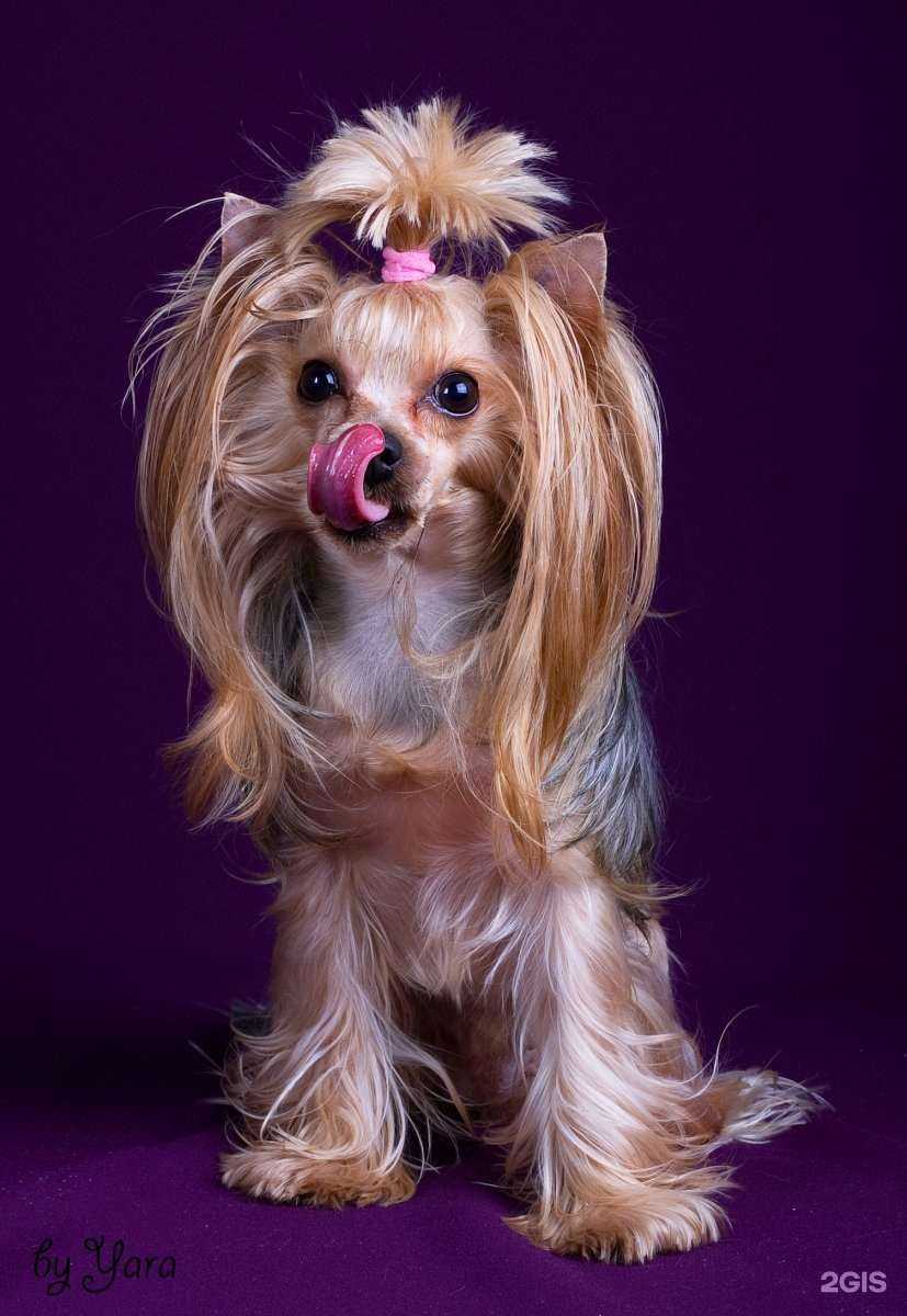 Отзывы на компанию Бомондгрум в г. Самара c фото