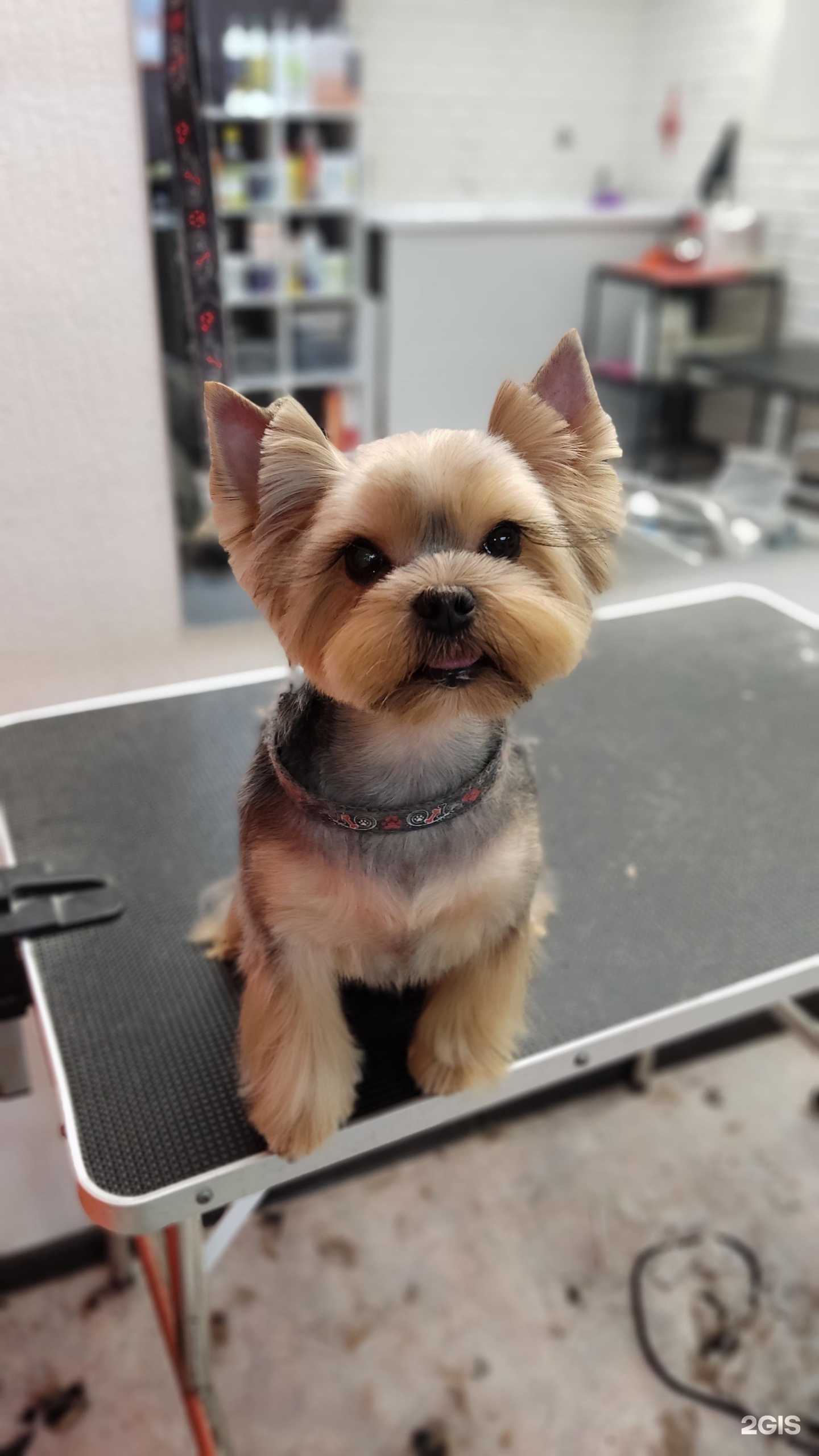 Отзывы на компанию Жесси в г. Новосибирск c фото