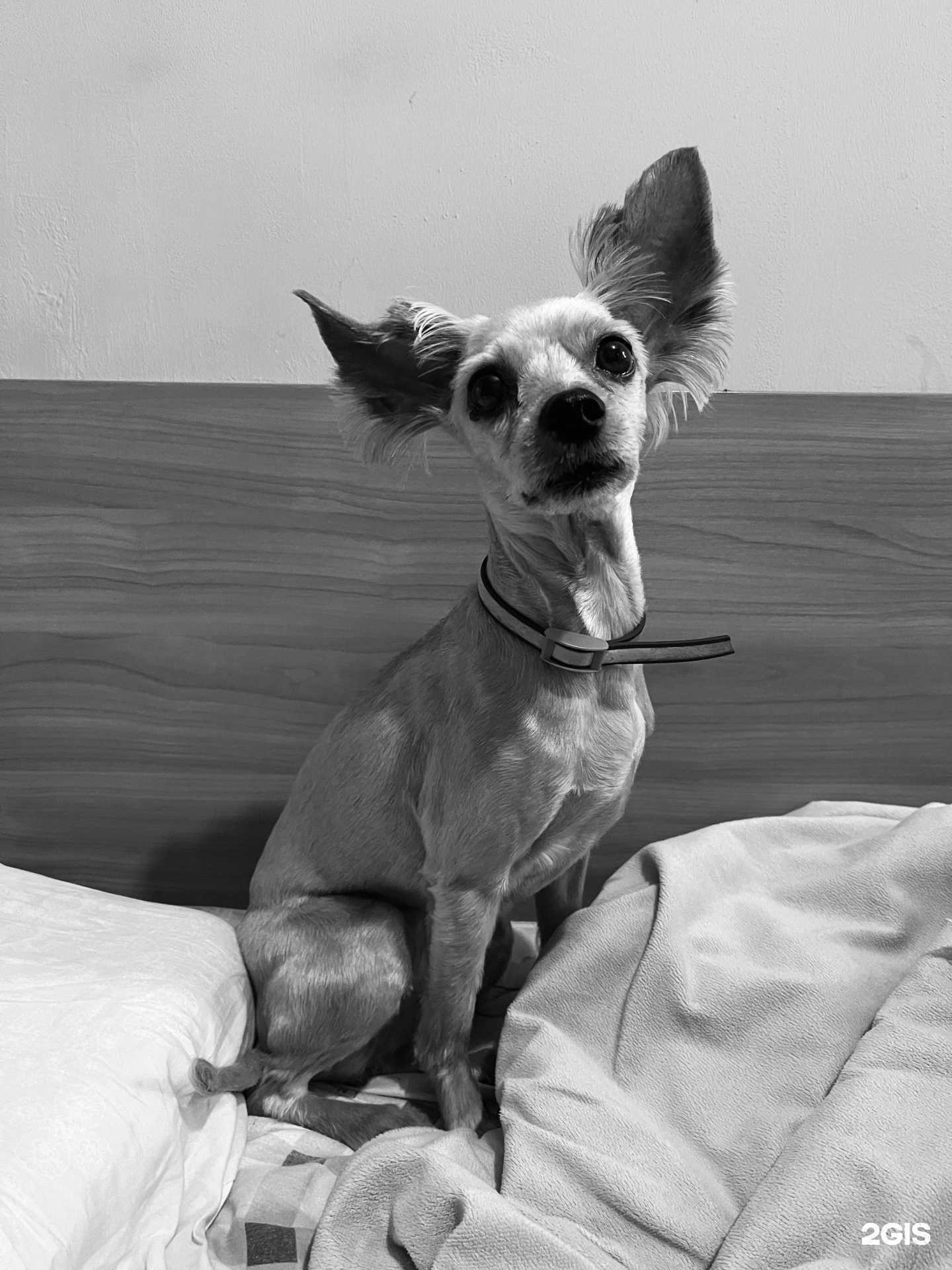 Отзывы на компанию Хвост и ушки в Анапе c фото