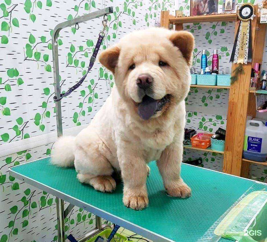 Отзывы на компанию Зоостиль в г. Оренбург c фото