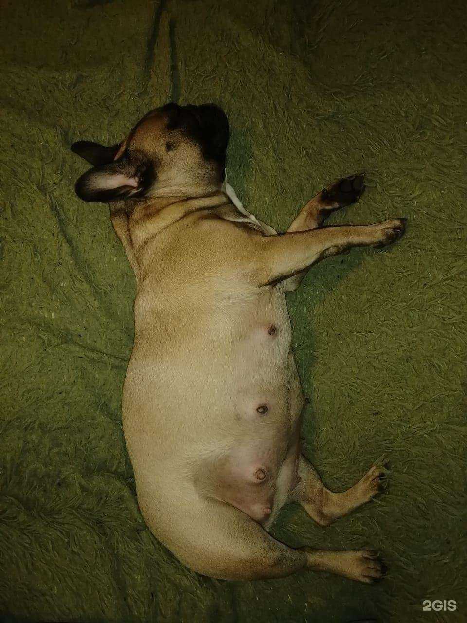 Отзывы на компанию Добровет в Гатчине c фото