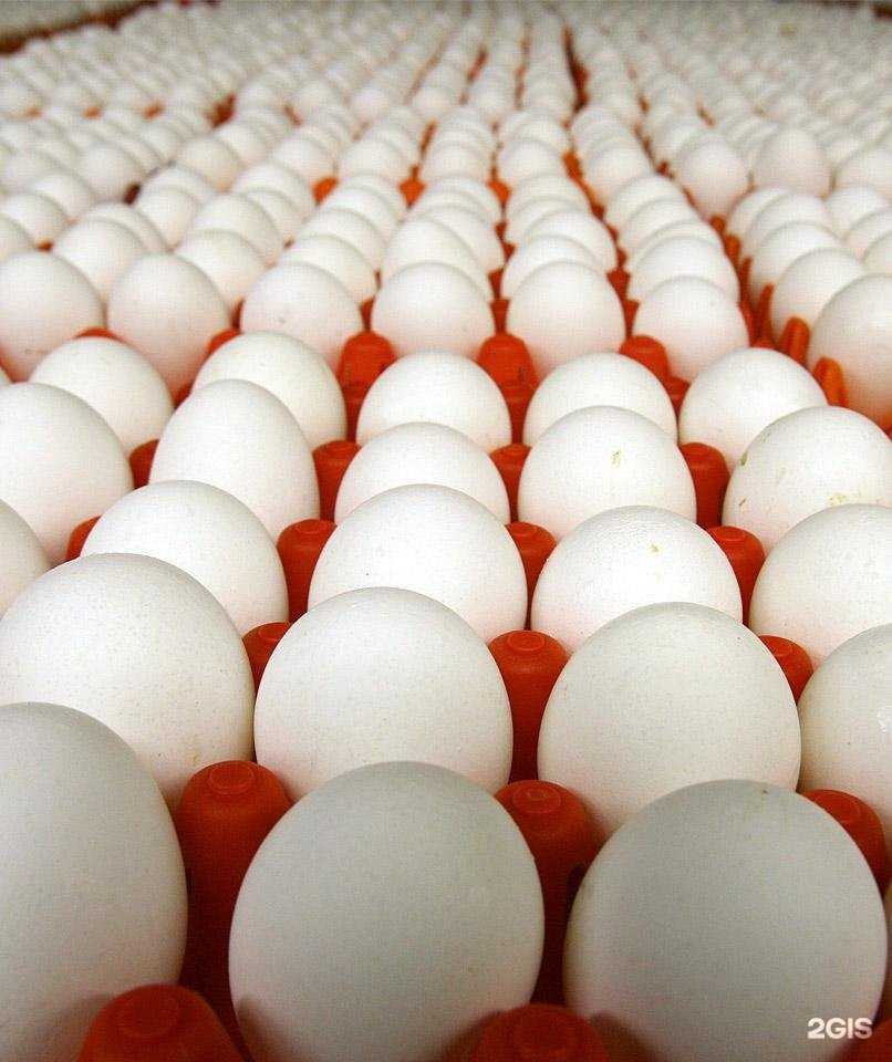 Отзывы на компанию Птицефабрика Новороссийск в Новороссийске c фото