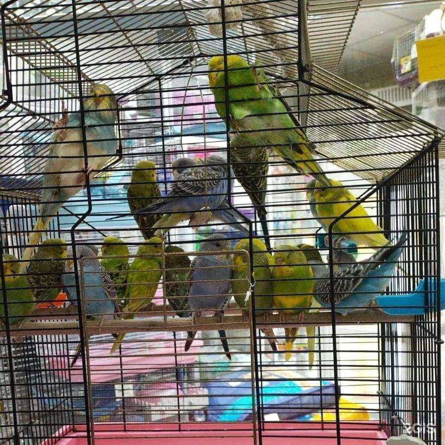 Отзывы на компанию Какаду в г. Комсомольск-на-Амуре c фото