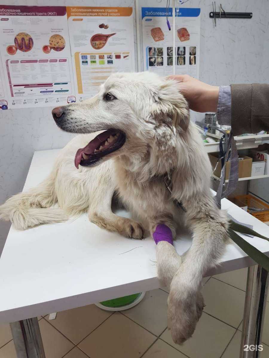 Отзывы на компанию Пушистые лапки в Уфе c фото